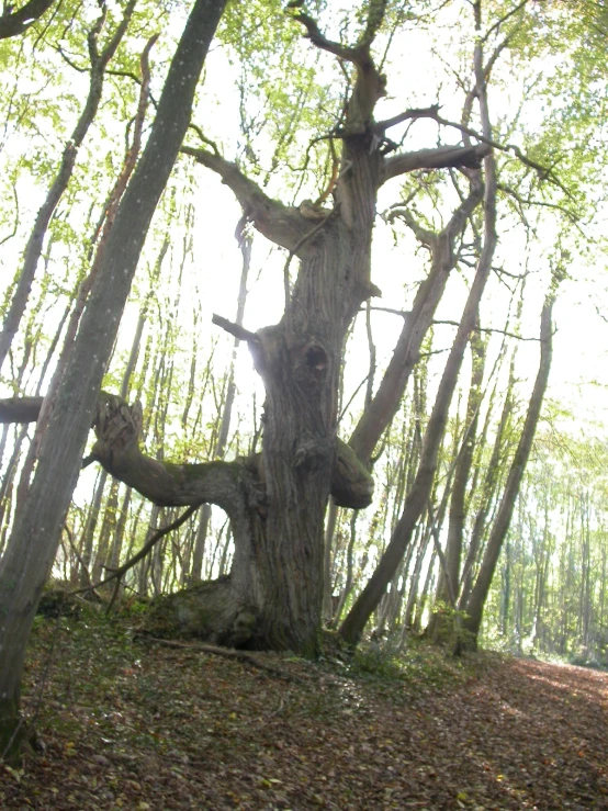 a tree with no leaves and the sky overhead