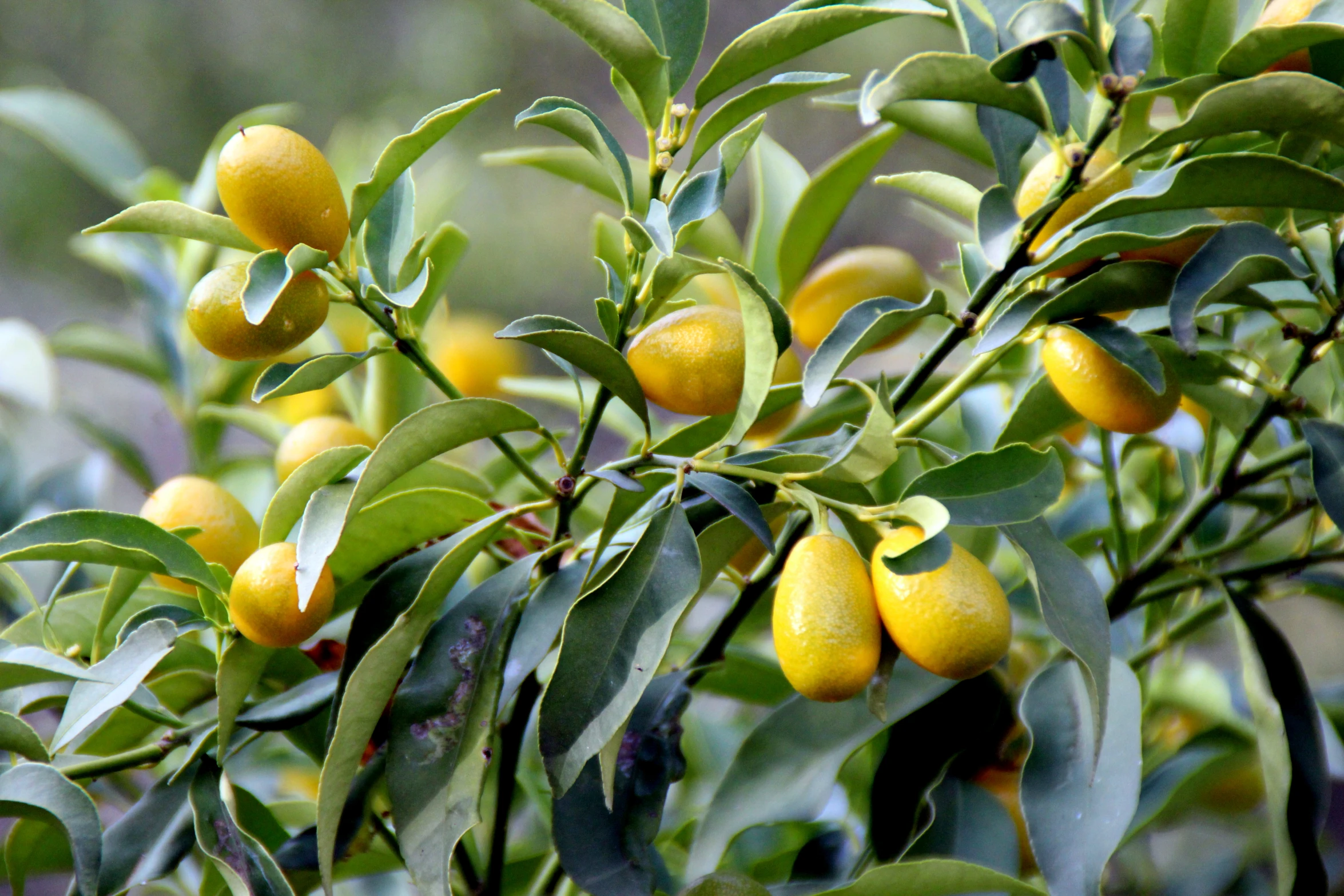 an unripe tree filled with yellow fruit