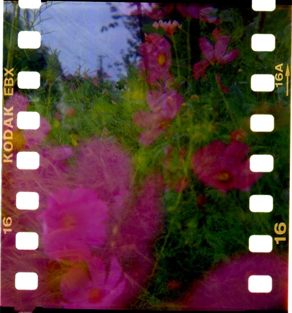 a film strip is attached to a large pink flower