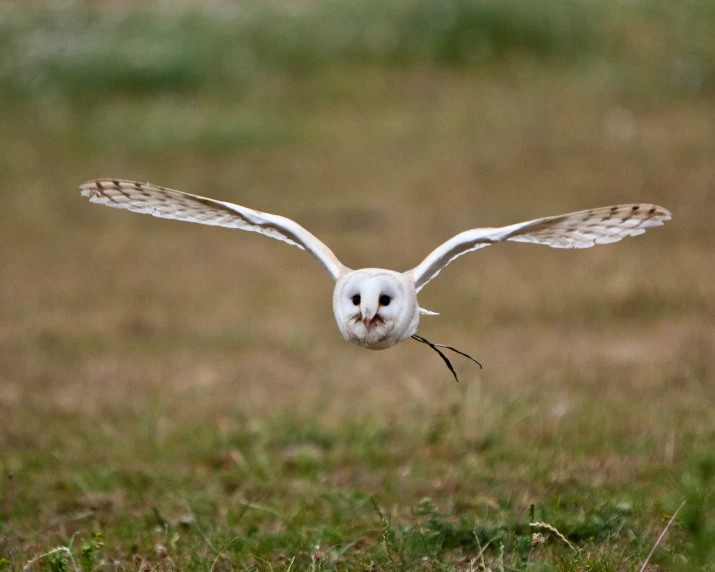 a white owl in flight with its wings spread