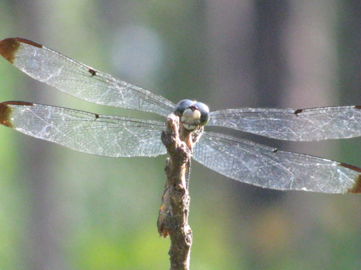 a small insect that is sitting on a stick