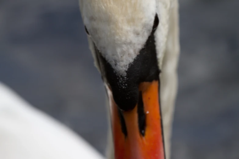 a closeup image of a bird with feathers