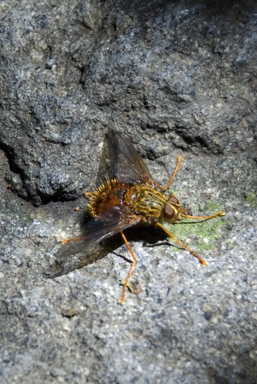 a fly with large yellow wings sitting on some rocks