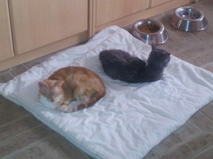 two cats are sitting on a blanket on the floor next to a dish pan