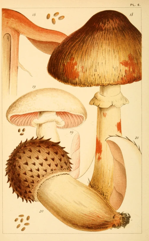 three different types of mushrooms are shown on this page