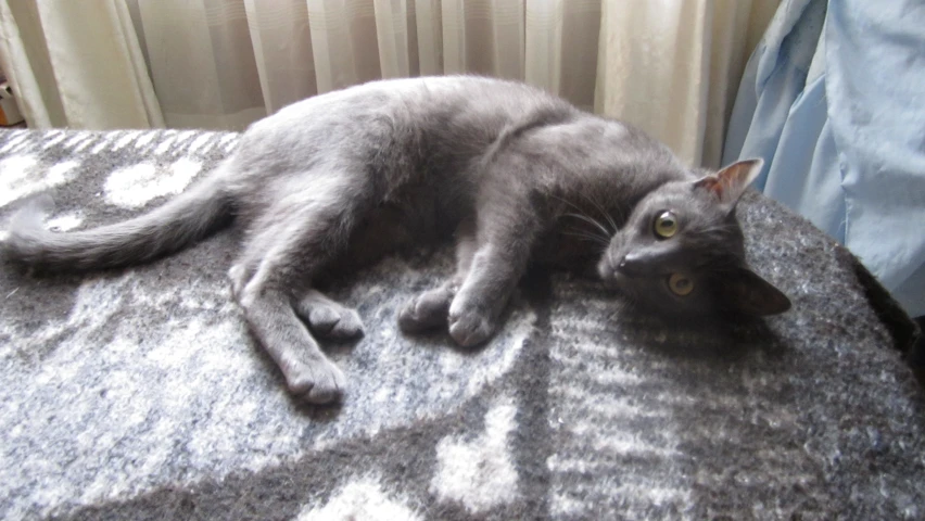 a gray cat lying down on a gray carpet