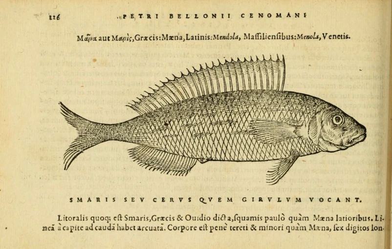 an open book containing an image of fish