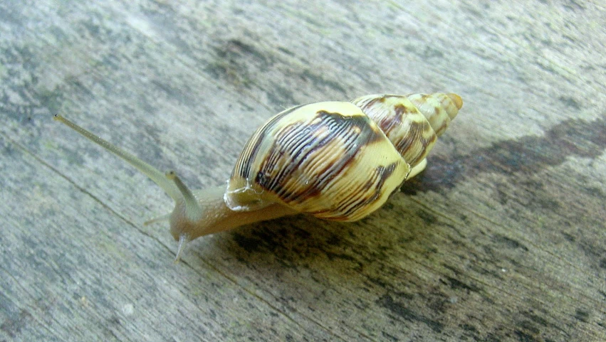 the snail is sitting on the wood