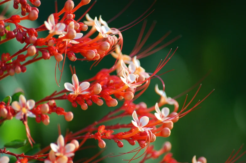 small orange flowers are growing close together