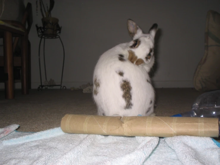 a white cat sitting on the floor next to a rolled mat