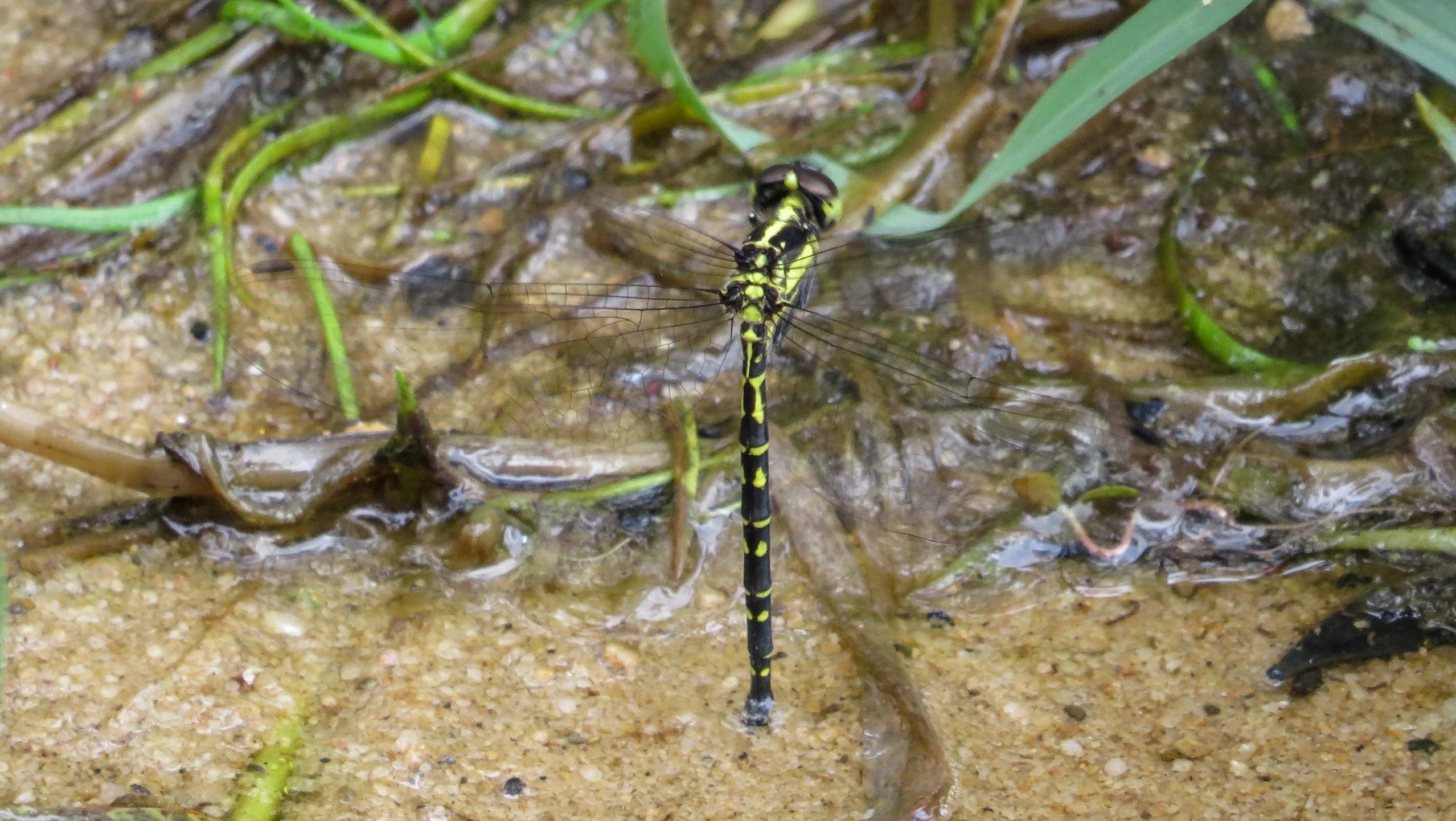 yellow and black insect sitting in the dirt