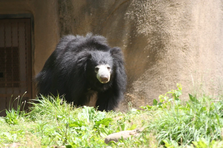 a black bear standing near a big cement structure