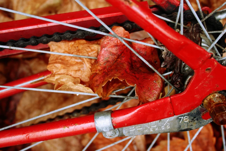 leaves have been picked from the nches in front of a bicycle tire