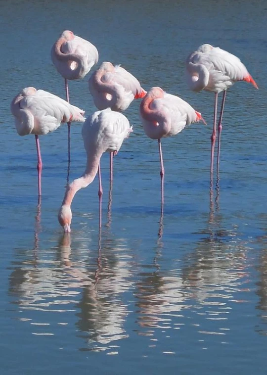 there are five flamingos wading in the water