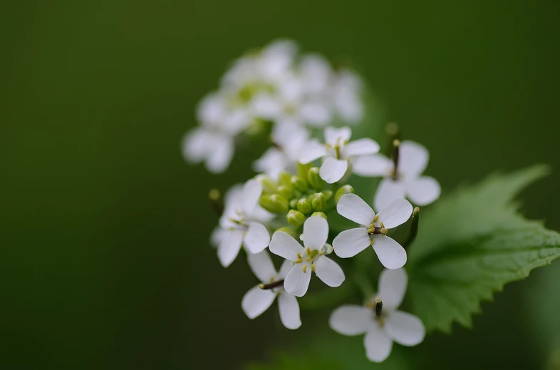 a group of small white flowers growing out of the stem of a plant