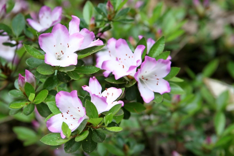 some pretty pink flowers by some green leaves