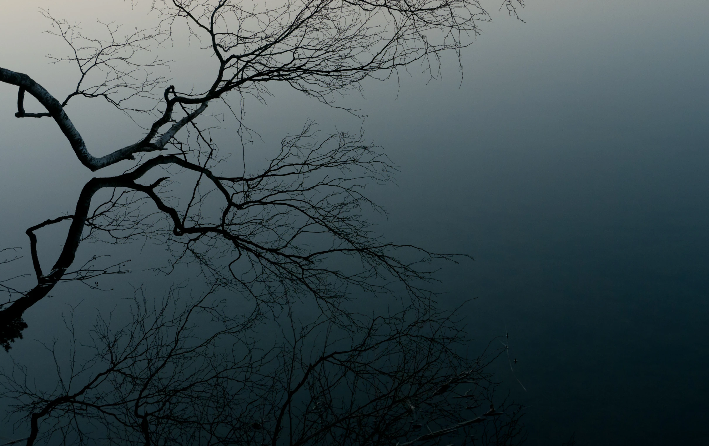 a lone tree nch in the night sky