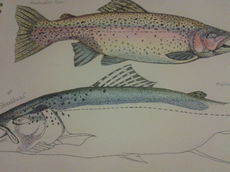 two different types of fish that are labeled on paper