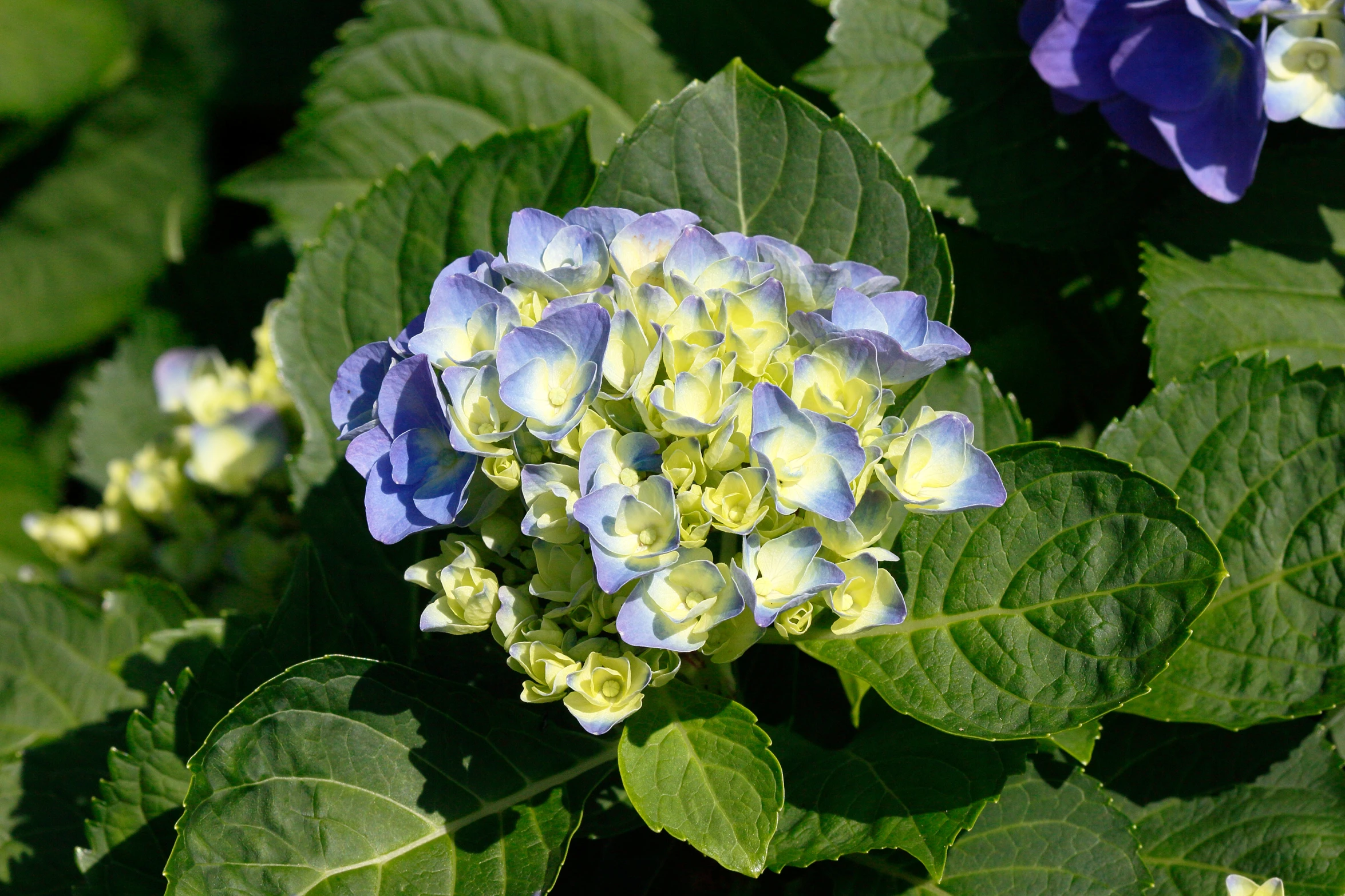 a beautiful blue flower surrounded by green leaves