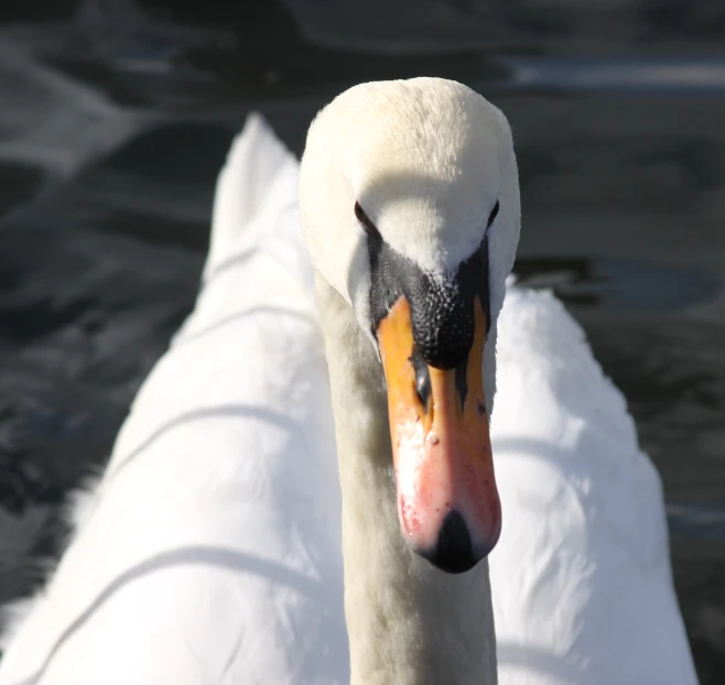 a swan looks toward the camera with its head looking