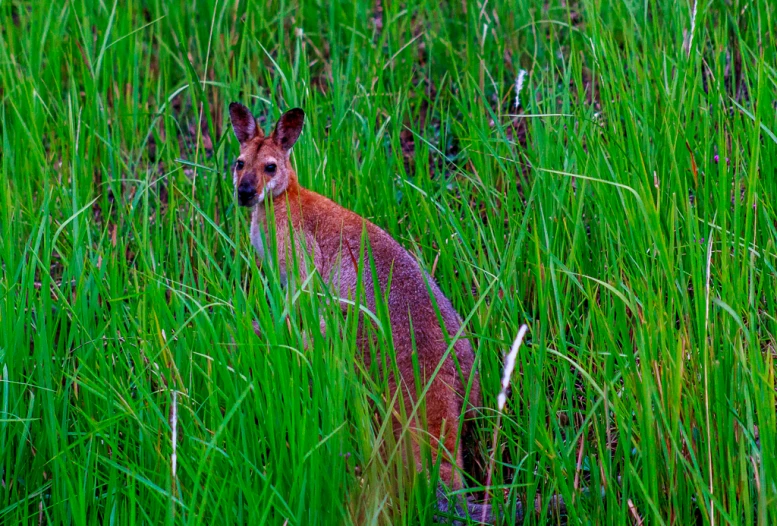 a small deer is standing in tall grass