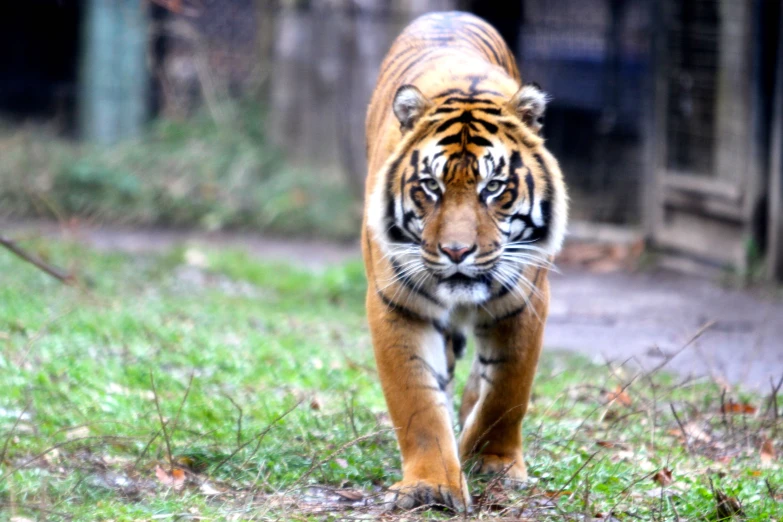 a tiger walking on the grass in an enclosure