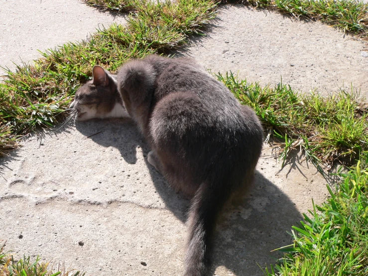 cat laying down on cement with grassy patch at its feet