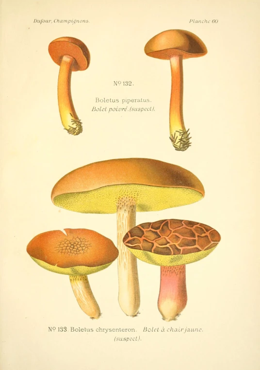 a number of different mushrooms on a white background