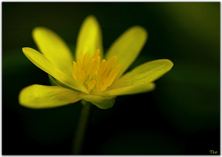 a close up of a yellow flower in the day light