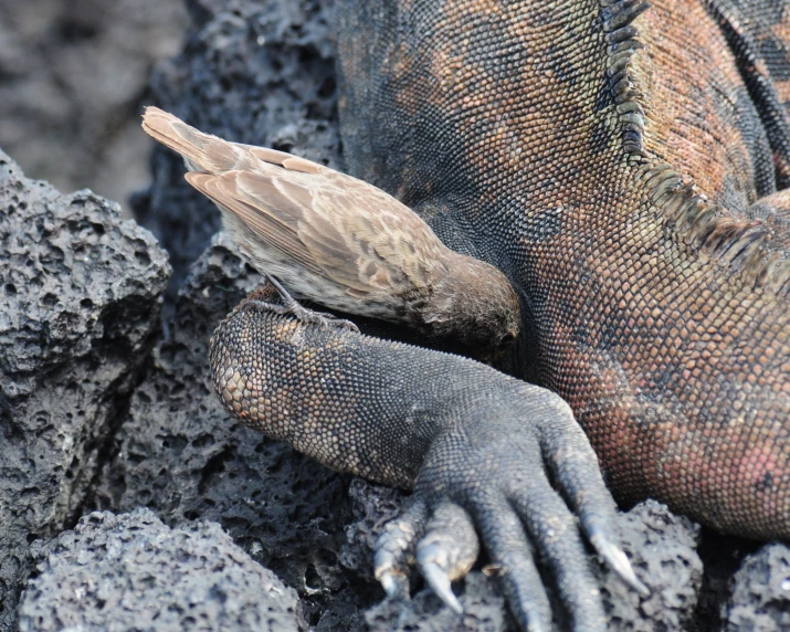 a lizard that is laying down on some rocks