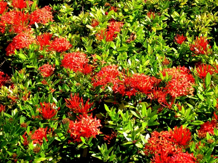 many red flowers grow near green leaves
