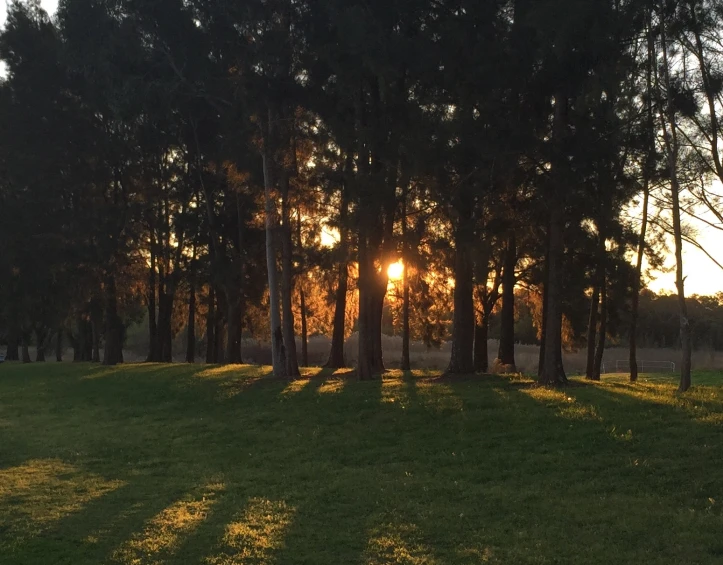 sun shining through some tall trees in a grassy field