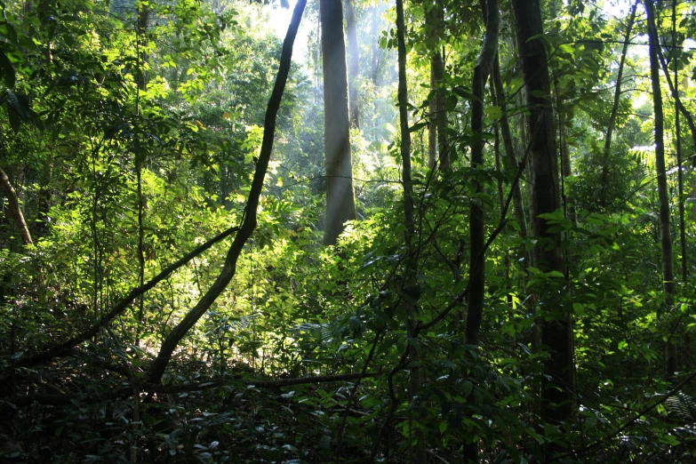 a forest with the sun shining through it