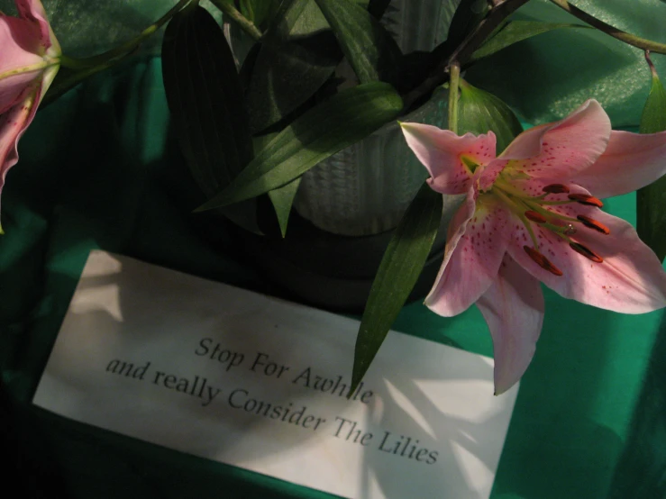 pink flowers growing from a plant in a plastic container