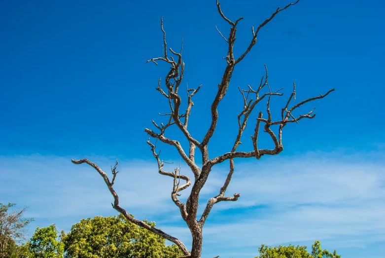 a dead tree is standing against a bright blue sky