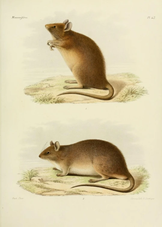 two vintage colored illustrations of rat and mouse