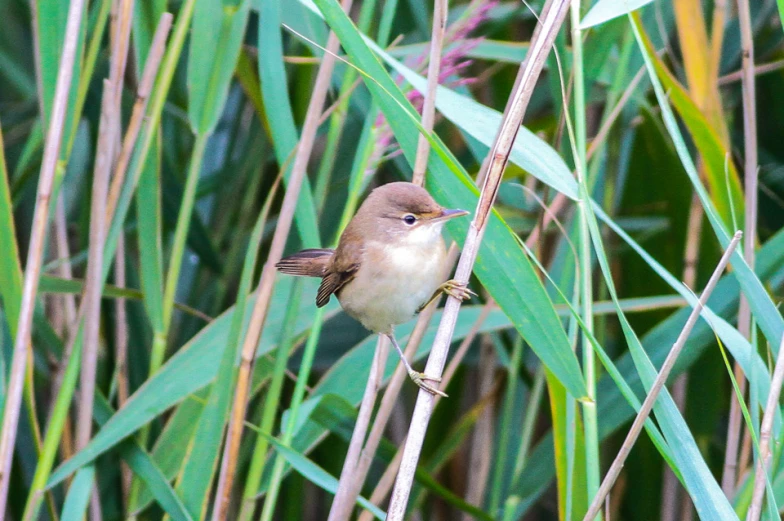 a bird on a nch among green grass