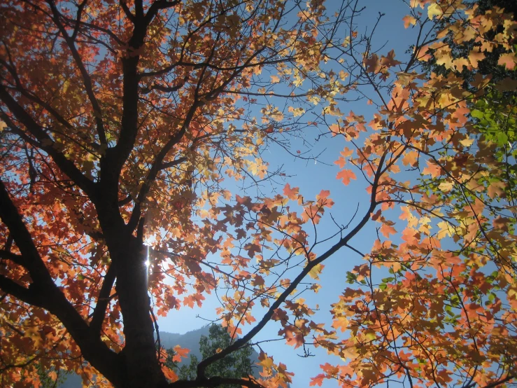 the sky with many different colored leaves on it