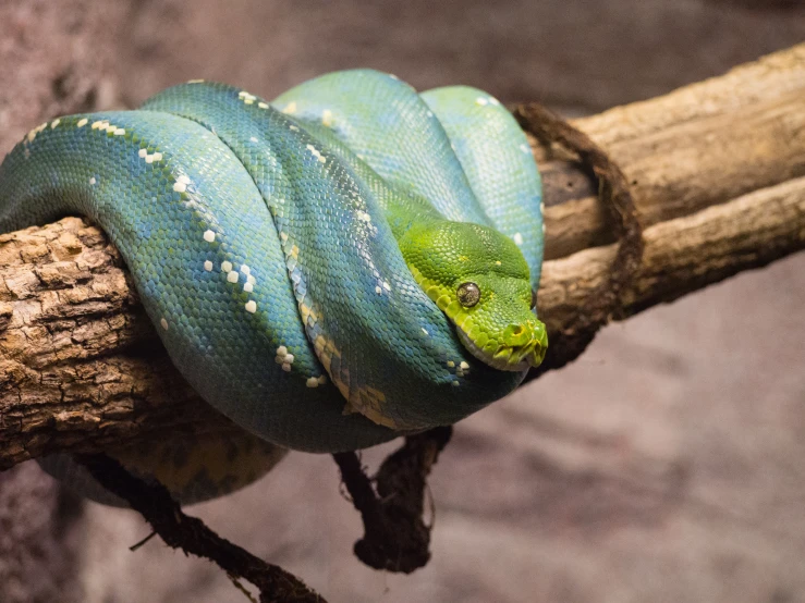 an exotic green and blue snake wrapped around a nch