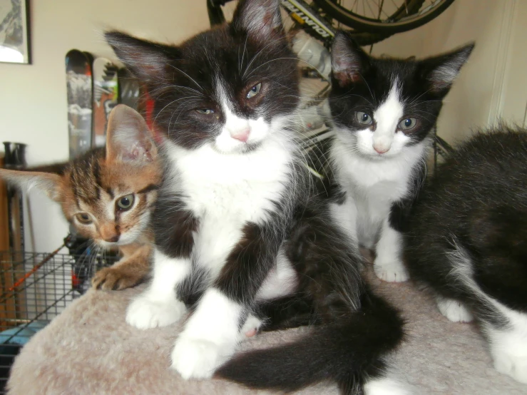 three kittens that are sitting next to each other