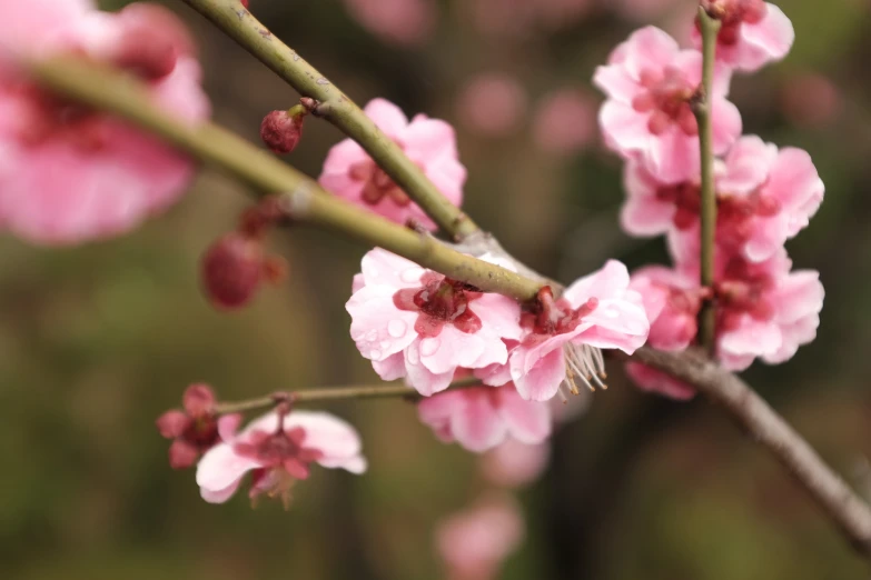 closeup of pink flowers blooming on a plant