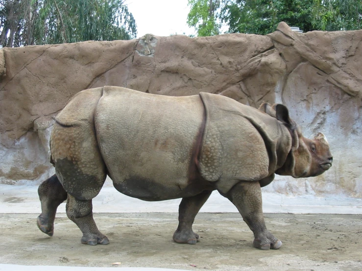 a close up of a rhino near a wall with trees in the background