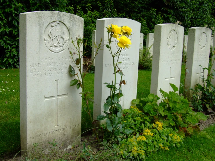 a bunch of flowers growing in between some tombstones