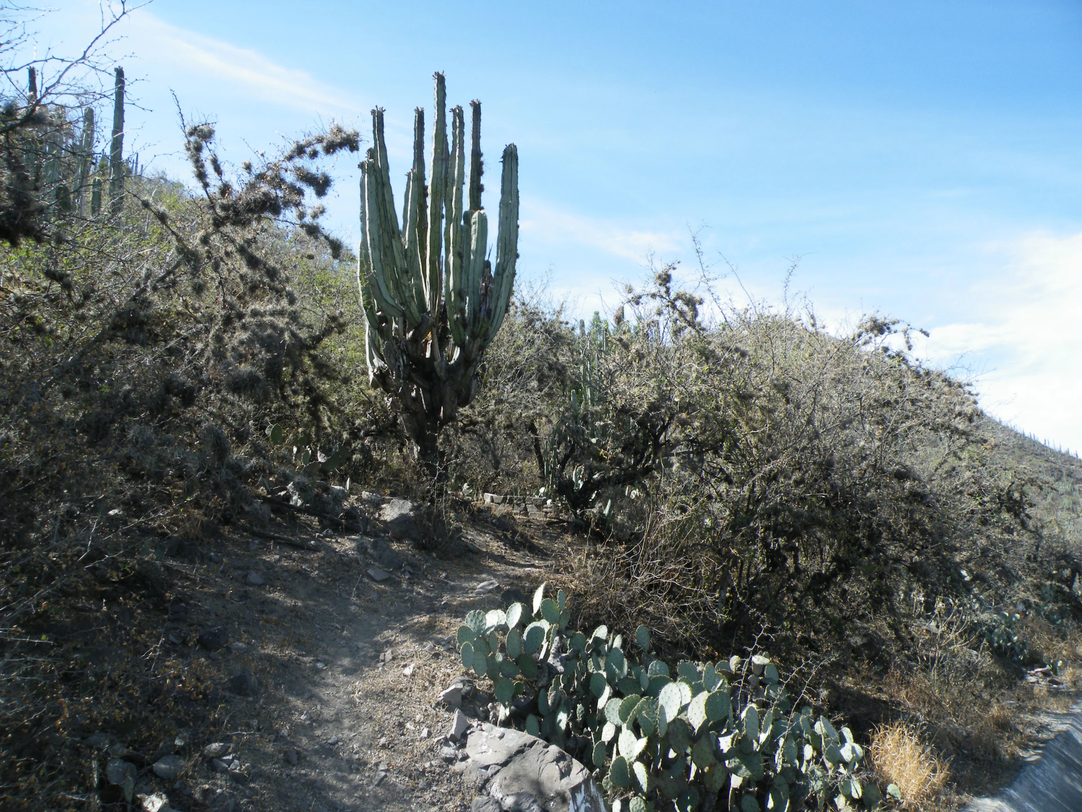 a couple of cactus trees on a hill side