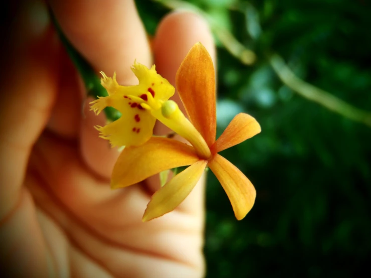 a yellow flower with black spots and red dots in the middle