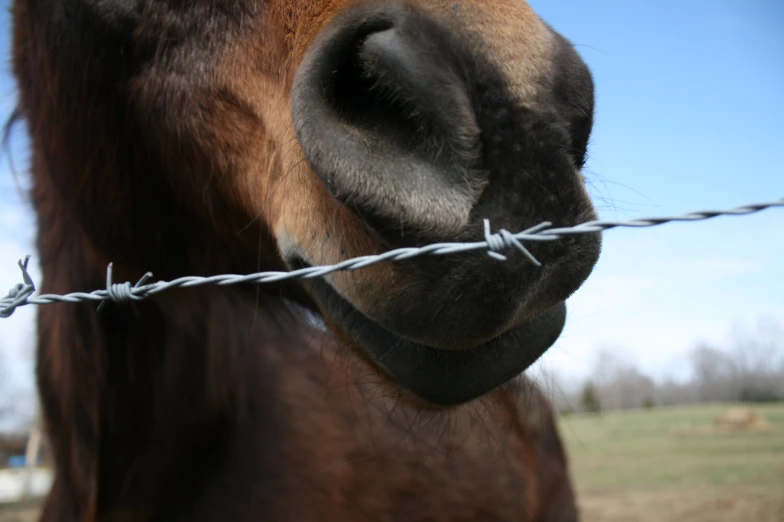 a close up view of a horse's head through the fence