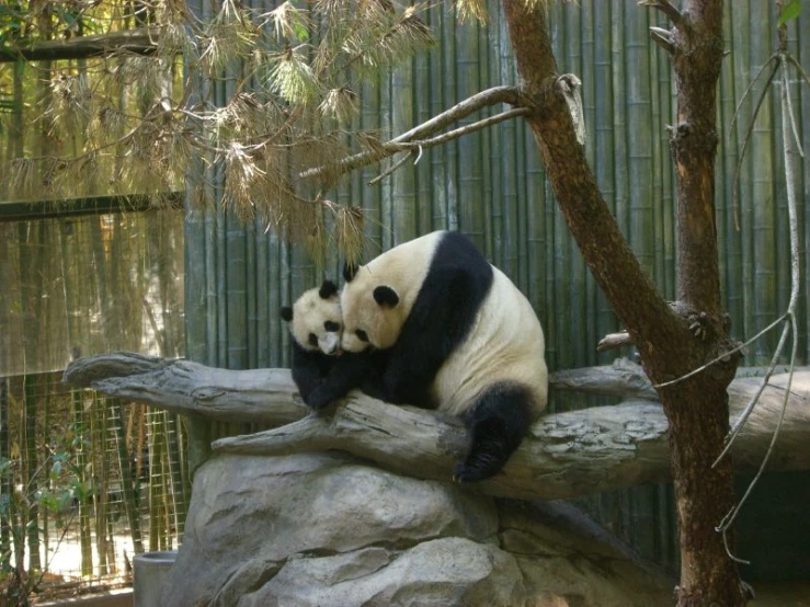 a panda bear is sitting on top of the log