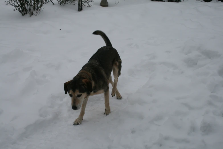 a dog that is standing in the snow