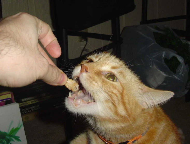 the cat is being fed a treat by a hand