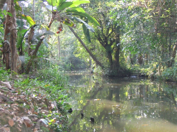 two duck swimming in the creek that runs through the forest